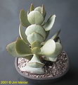Crassula Arborescens